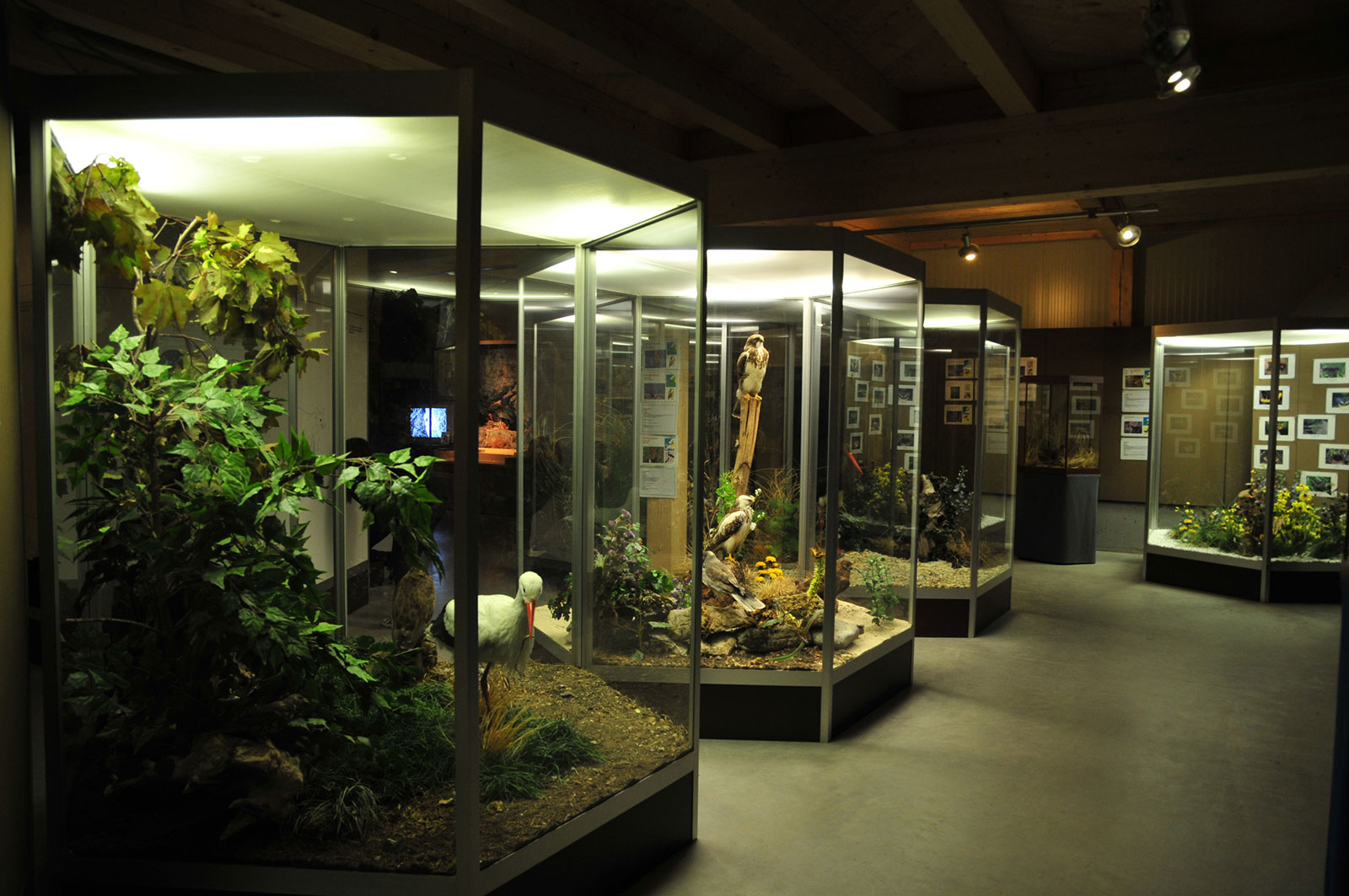 Naturmuseum Salzkammergut Vitrinen